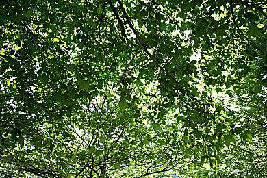 三个DLC！《纪元117:罗马和平》首年通行证预告发布